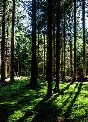 材质清楚、环保